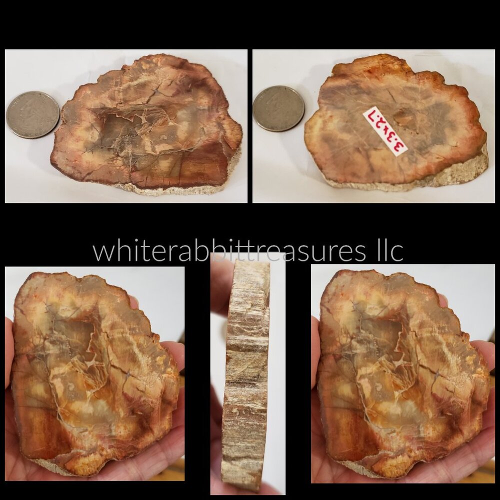 3.3x2.7x.4" Petrified Wood Slice